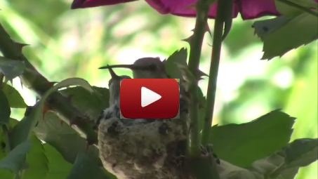 Hummingbird Birth