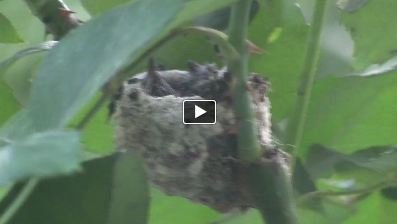 Hummingbird Birth