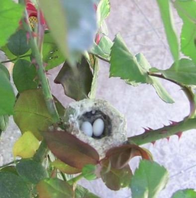 Hummingbird Birth