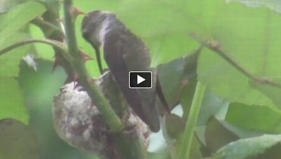Hummingbird Birth