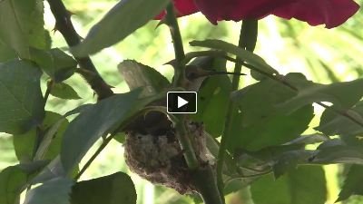 Hummingbird Birth