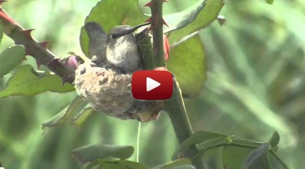 Hummingbird Birth